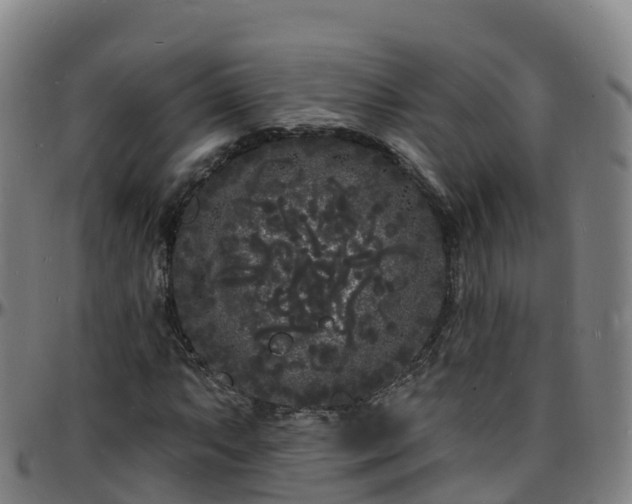 X0000096391063200801311316
