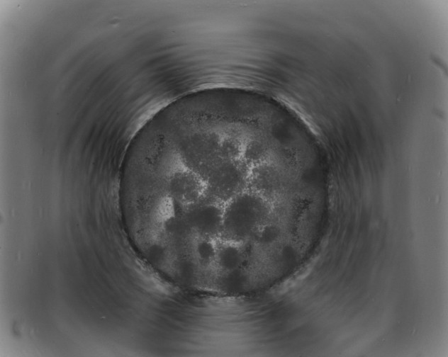 X0000096391121200801311315