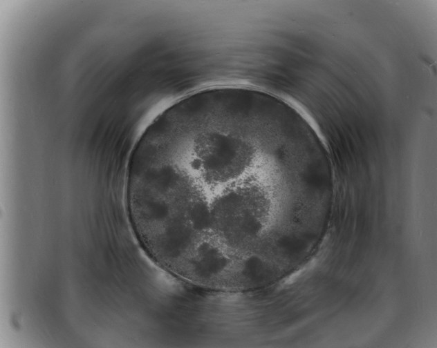 X0000096391245200801311314