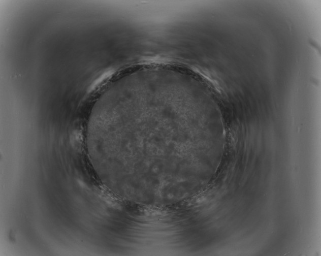 X0000096391254200801311313