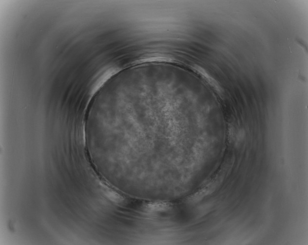 X0000096391274200801311313
