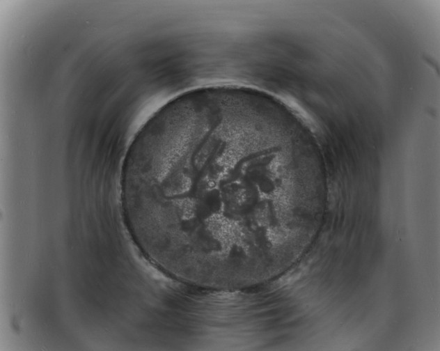 X0000096391279200801311313