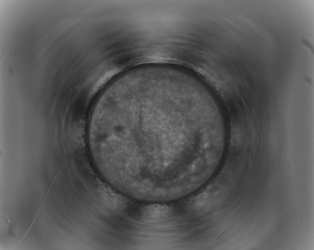 X0000096391314200801311312