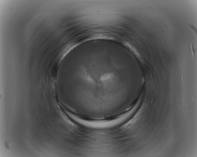 X0000096391369200801311312