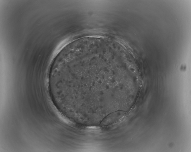 X0000096390053200802071547