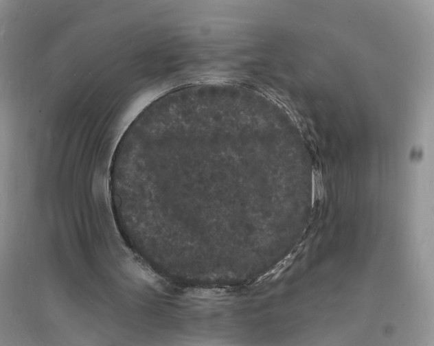 X0000096390147200802071545