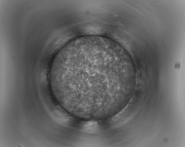 X0000096390162200802071546