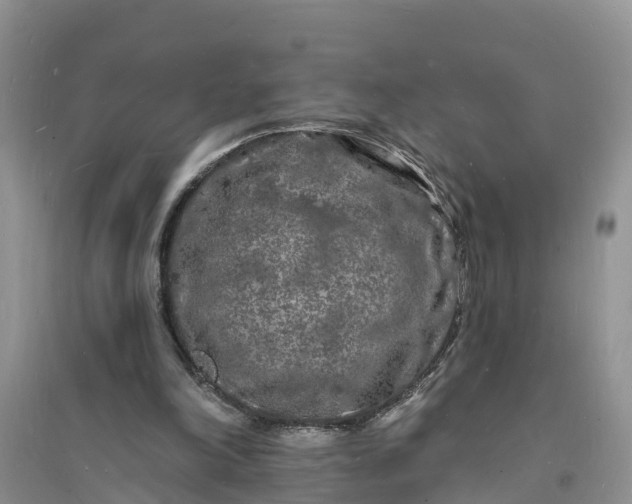X0000096390198200802071545