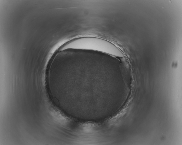 X0000096390200200802071545