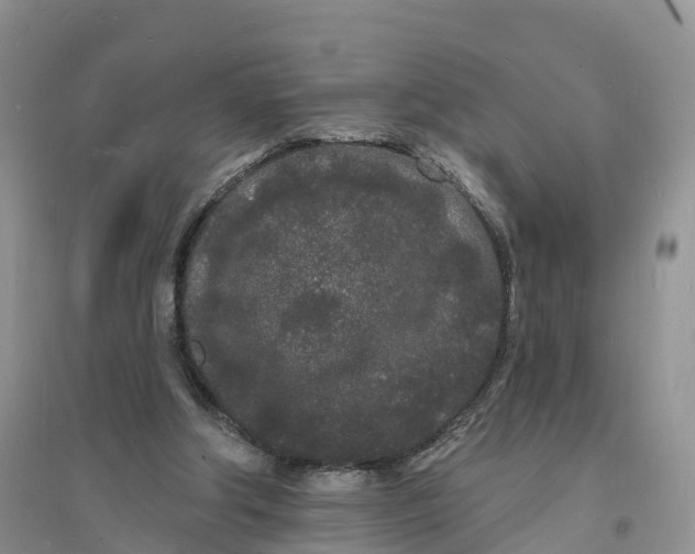 X0000096390202200802071545
