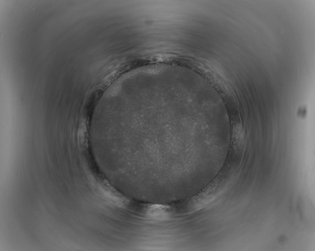 X0000096390222200802071545