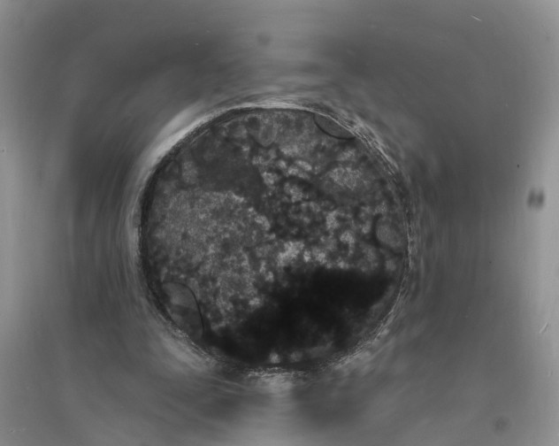X0000096390295200802071544