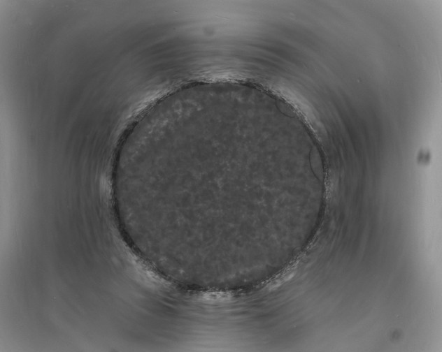 X0000096390353200802071542