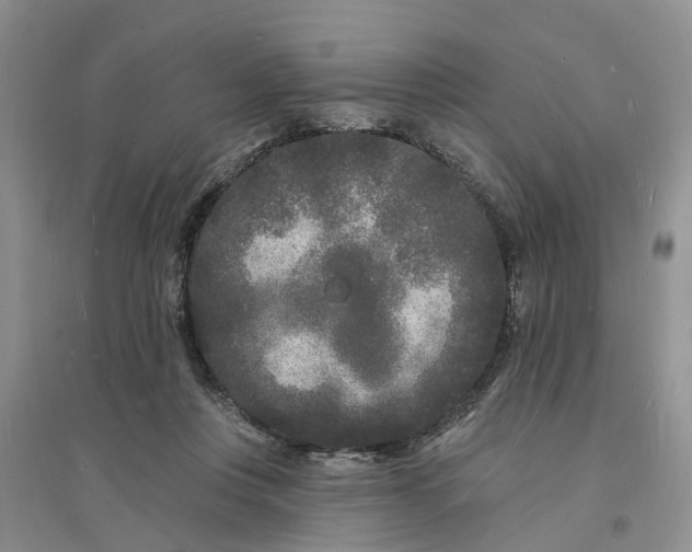 X0000096390359200802071542