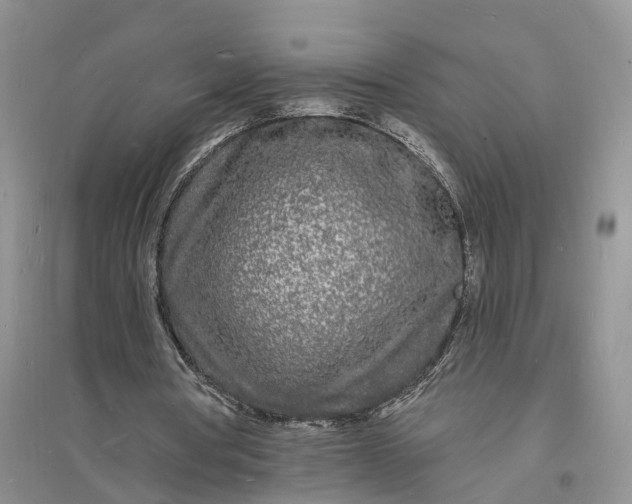 X0000096390386200802071542
