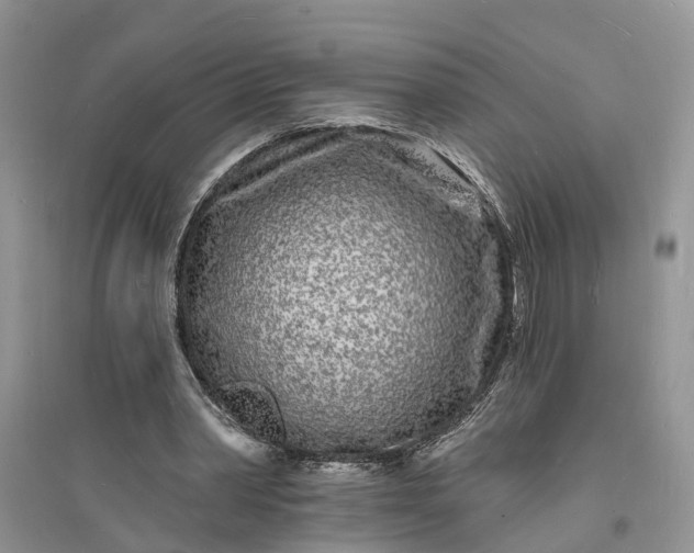 X0000096390390200802071542