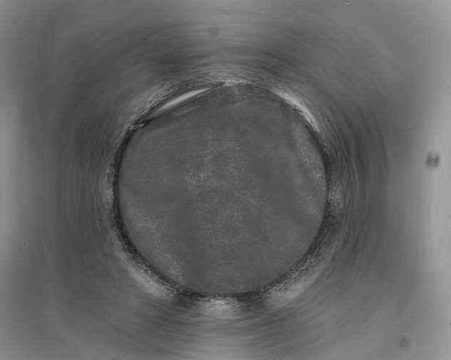 X0000096390402200802071542