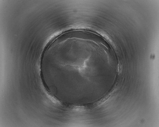 X0000096390438200802071541