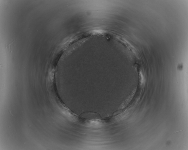 X0000096390475200802071541