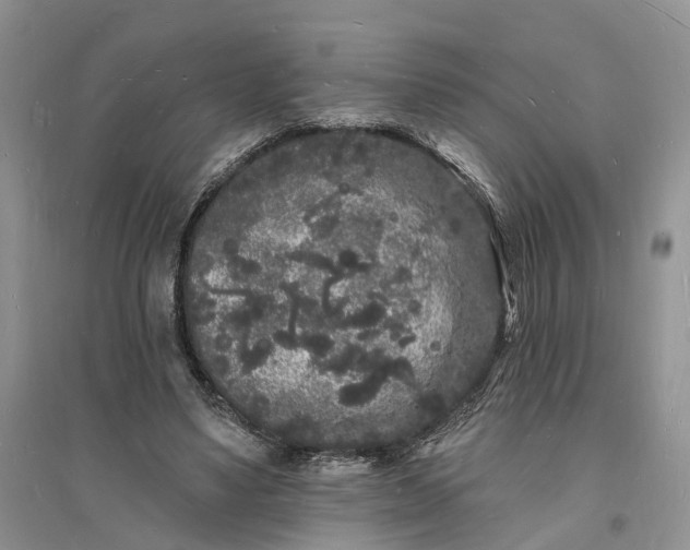 X0000096390491200802071540