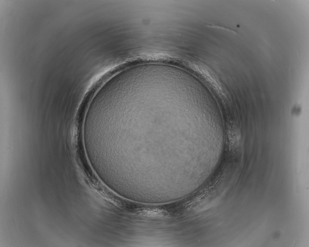 X0000096390583200802071539
