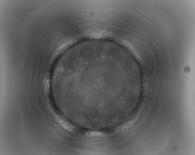 X0000096390590200802071539
