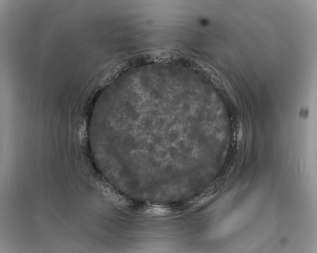 X0000096390610200802071539