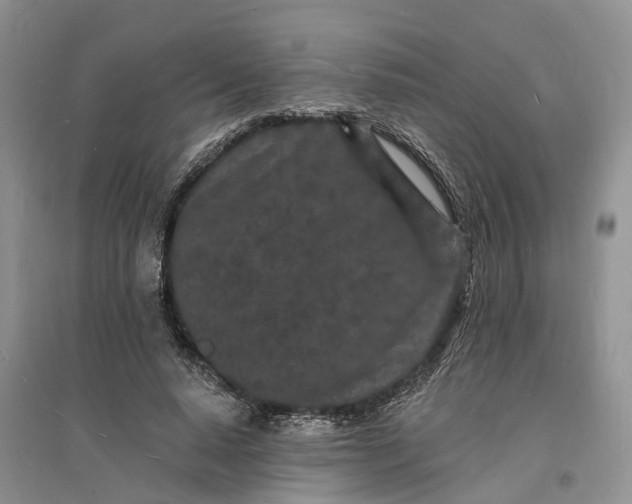 X0000096390640200802071538