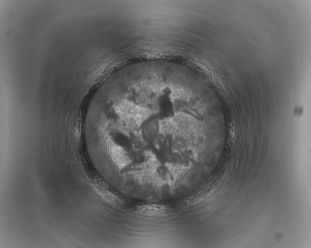 X0000096390691200802071537