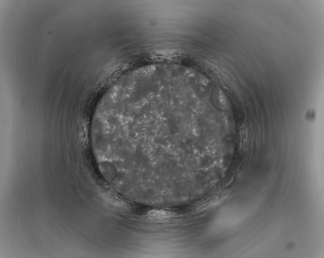 X0000096390699200802071537