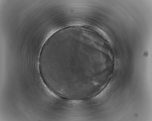 X0000096390802200802071536