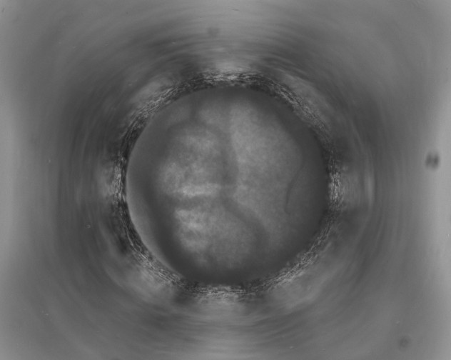 X0000096390820200802071535