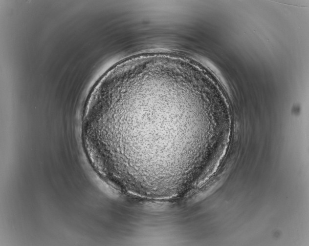 X0000096390859200802071535