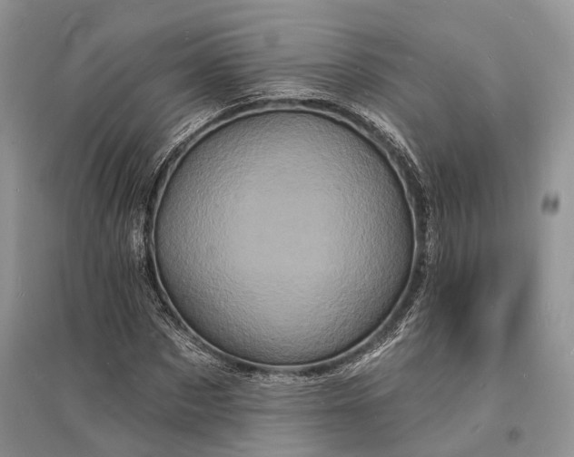 X0000096390873200802071534