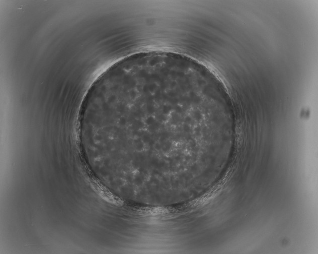 X0000096390879200802071534