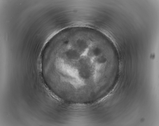 X0000096390925200802071533