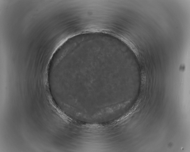 X0000096391023200802071532