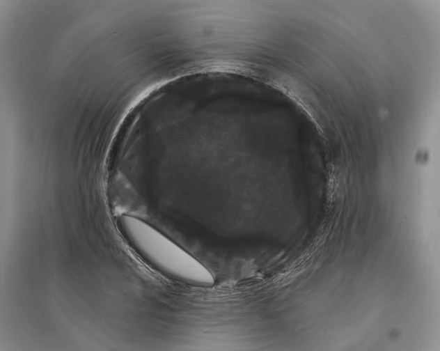 X0000096391024200802071532