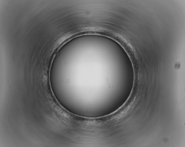 X0000096391025200802071532