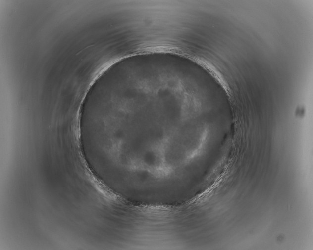 X0000096391031200802071532