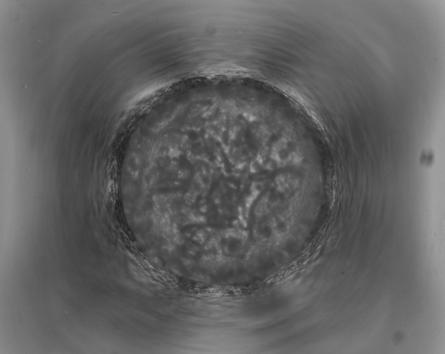 X0000096391063200802071531