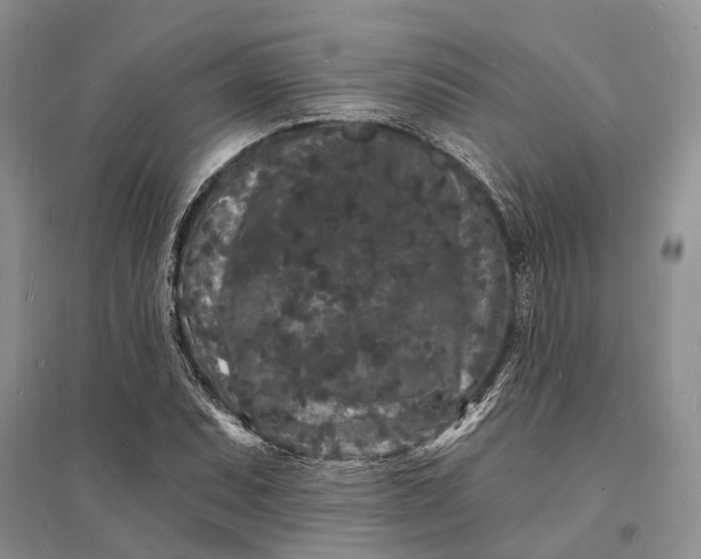 X0000096391071200802071531