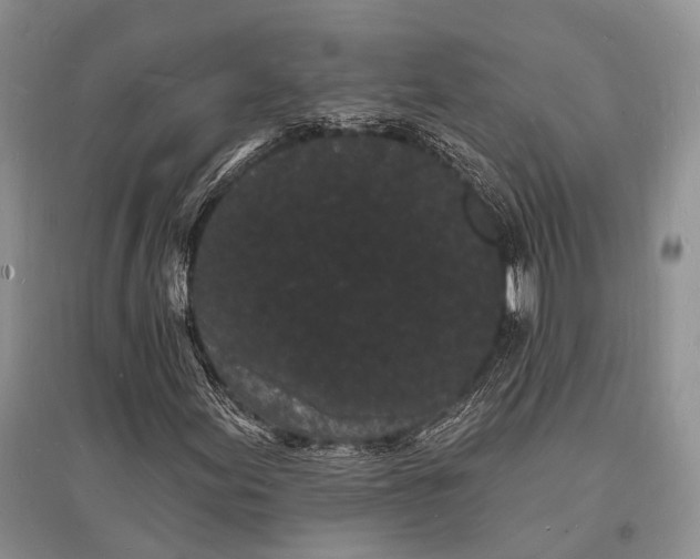 X0000096391155200802071530