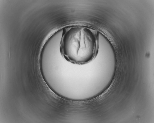 X0000096391180200802071529