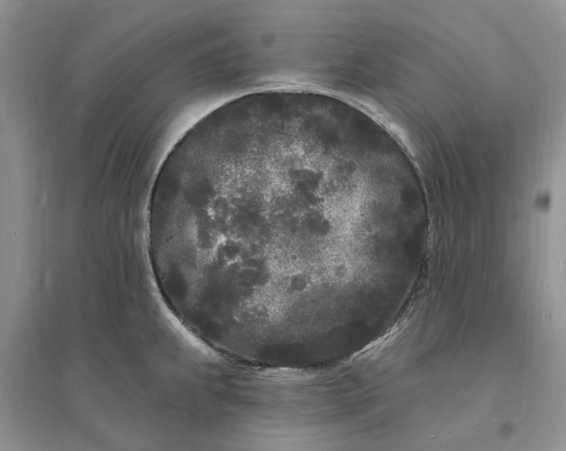 X0000096391239200802071529