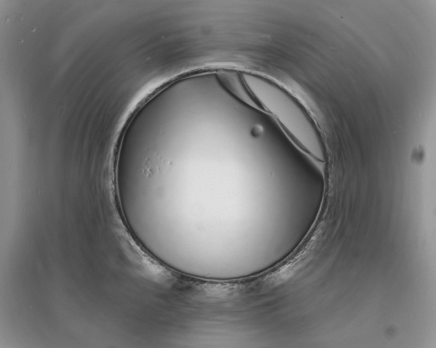 X0000096391240200802071529