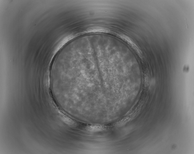 X0000096391274200802071528