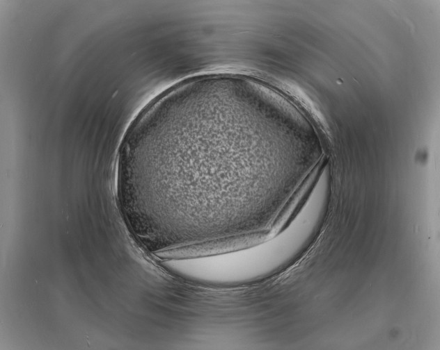 X0000096391276200802071528