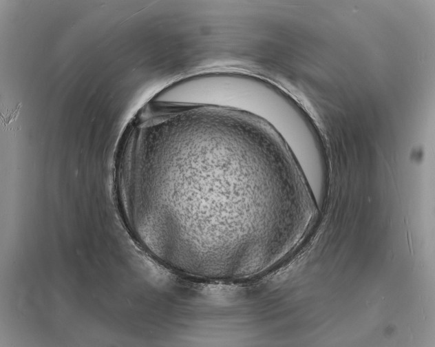 X0000096391277200802071528