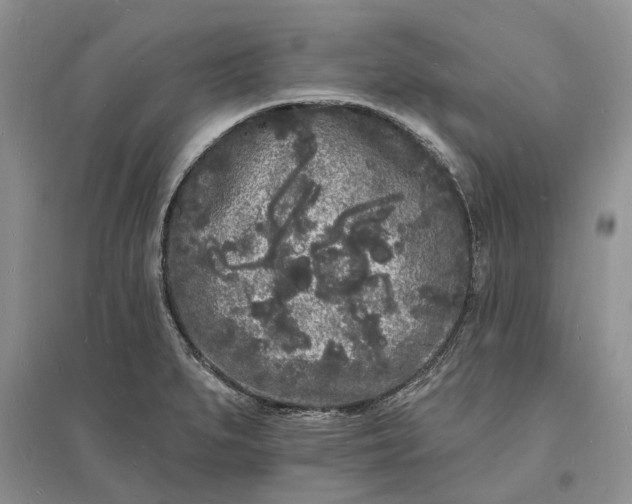 X0000096391279200802071528